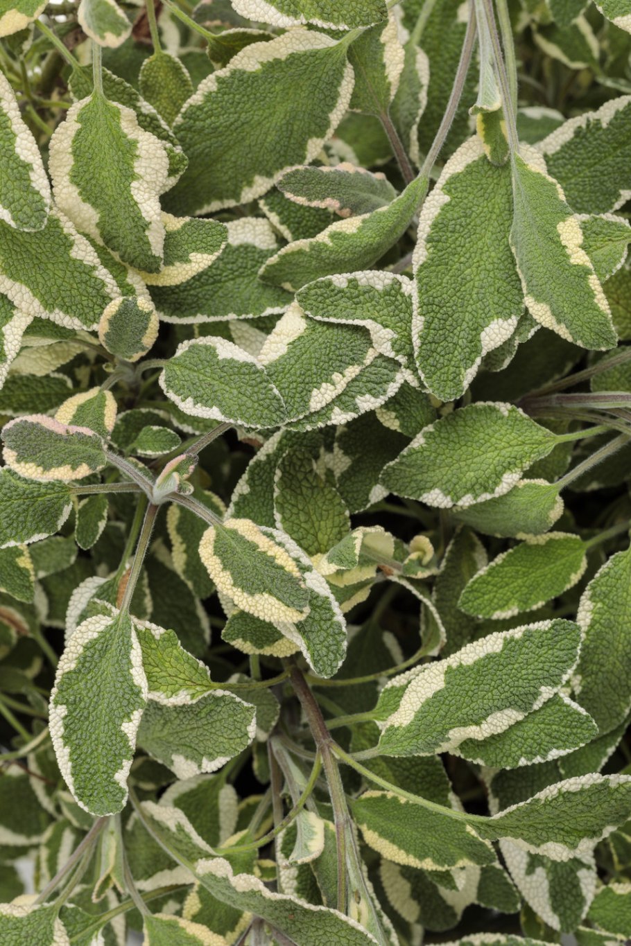 Salvia officinalis icterina