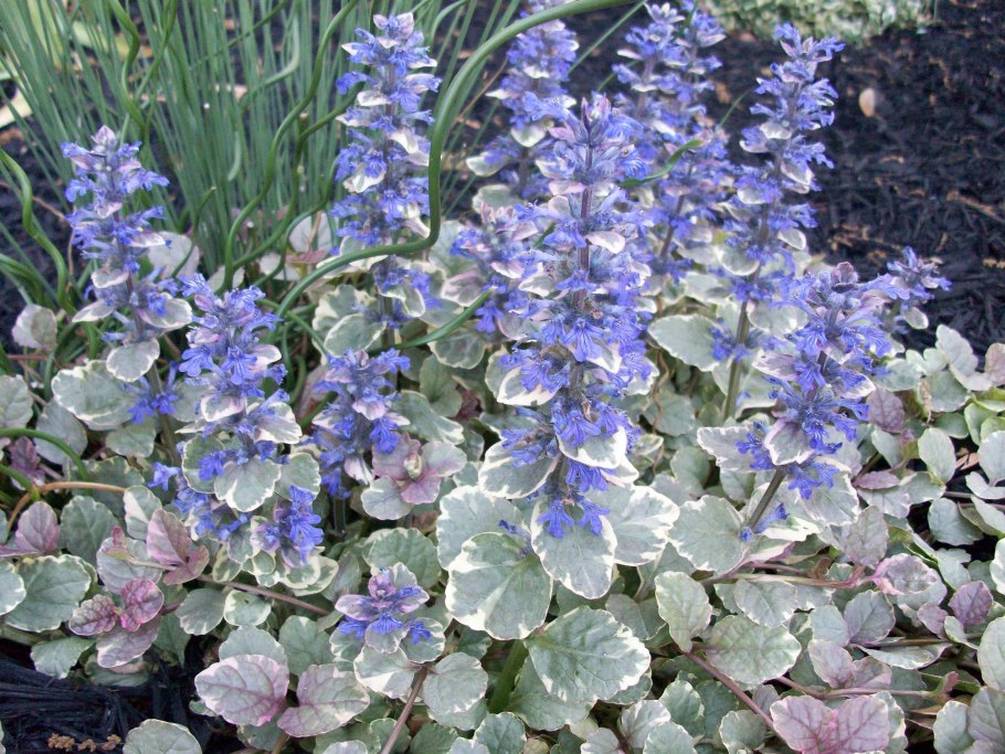 Шалфей Salvia officinalis icterina