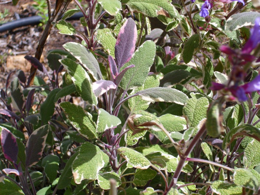 Salvia officinalis PURPURASCENS