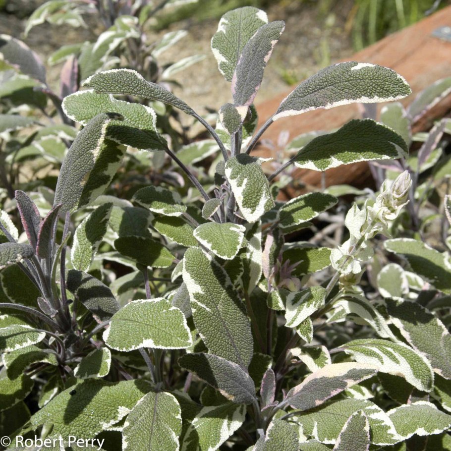 Salvia officinalis PURPURASCENS