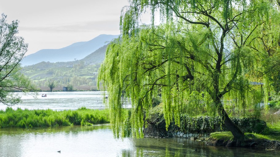 Верба дерево