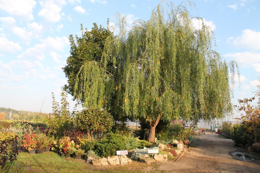 Ива Шверина плакучая