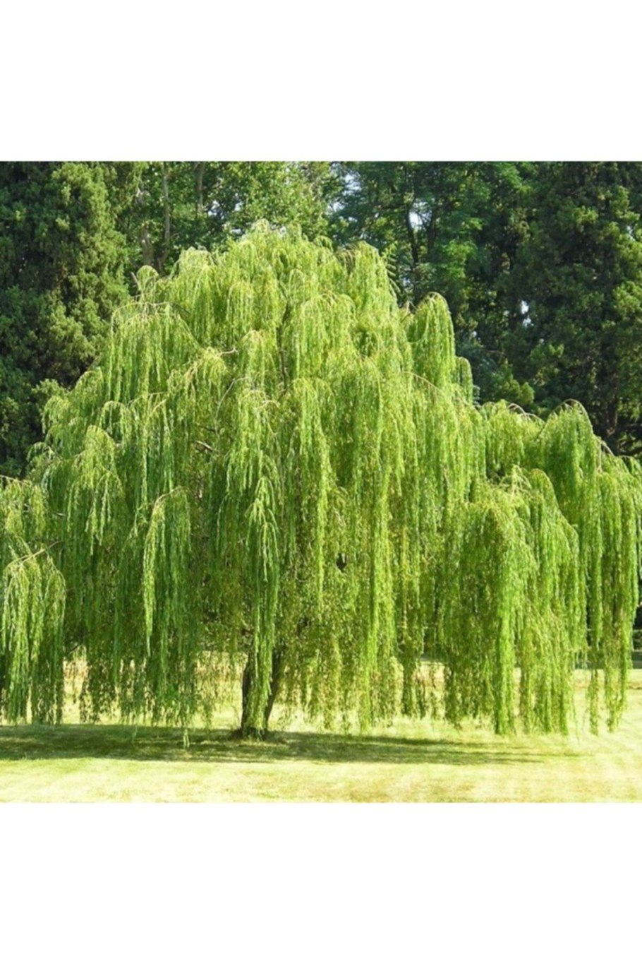 Ива Уральская красавица фото