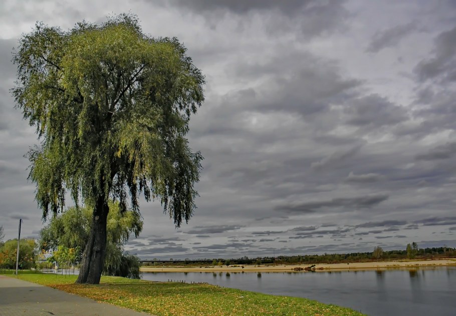 Ива, ветла, Ракита, Верба что