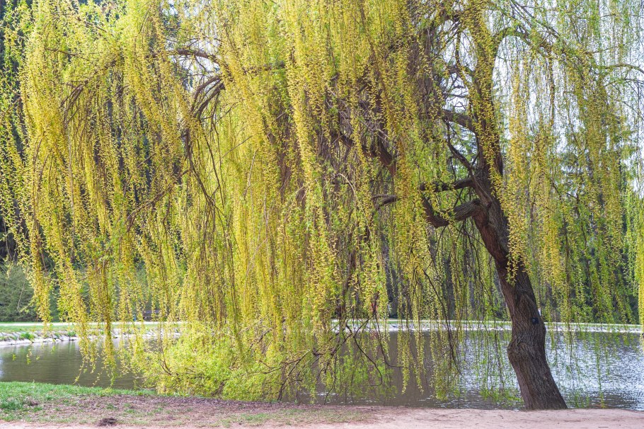 Netleaf Willow