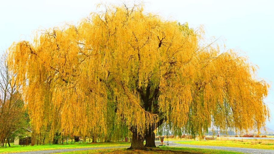 Японские плакучие вишни