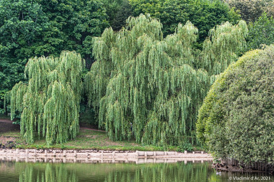 Плакучая Ива в России