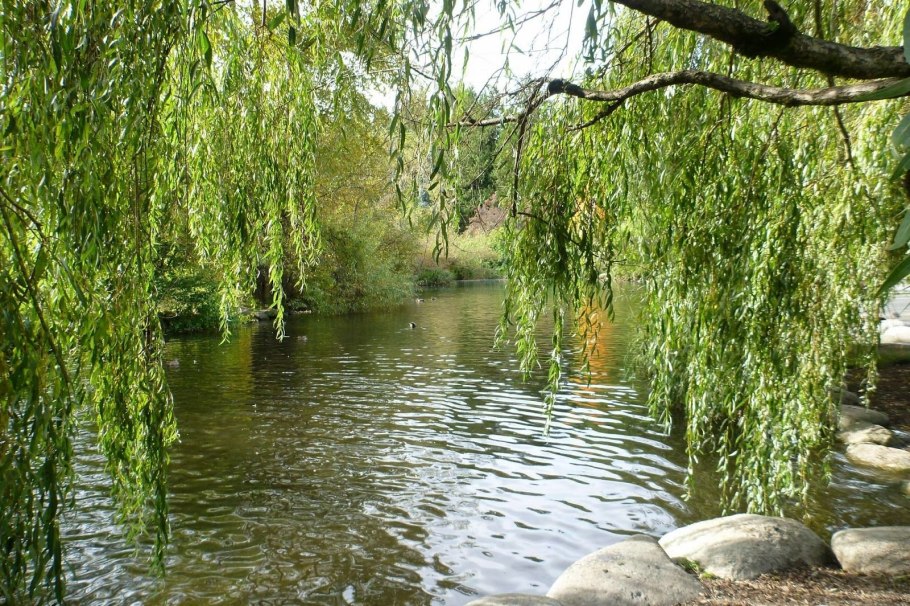 Плакучая Ива листья