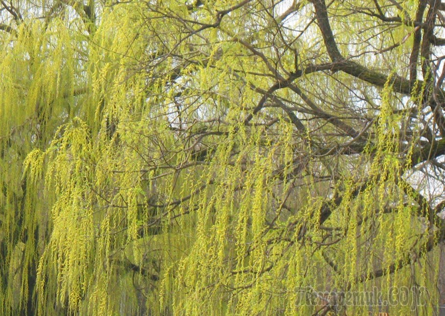 Верба плакучая