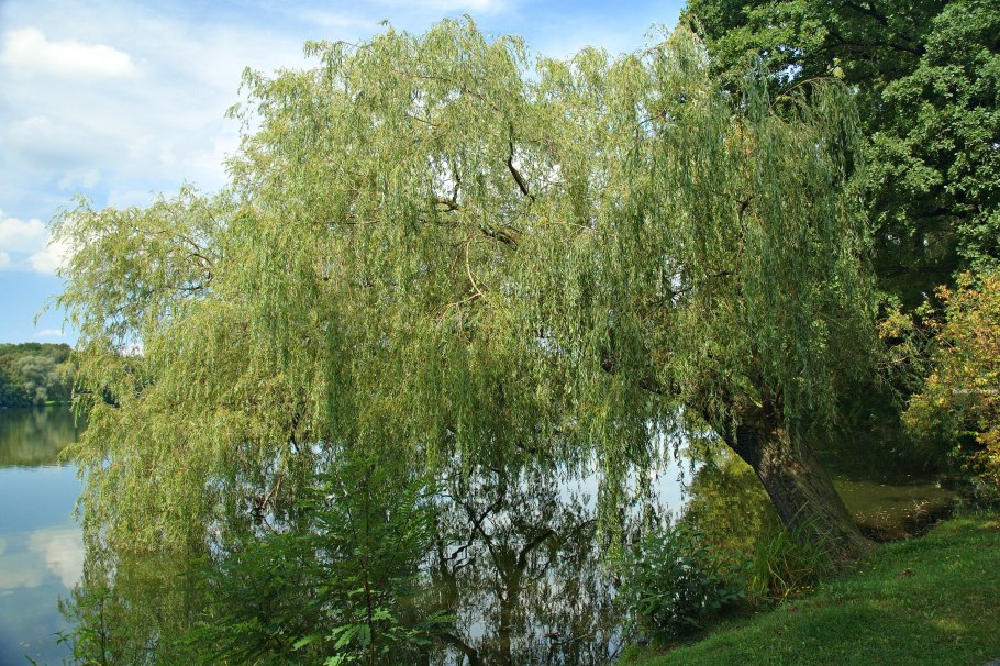 Ива белая (Salix Alba)