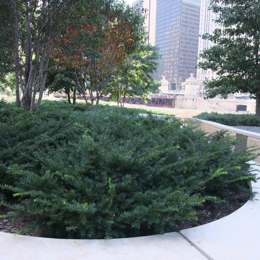 Тис – канадский, Репанденс