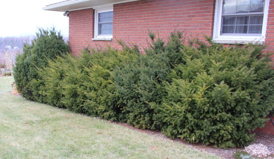 Тисс канадский grandifolia