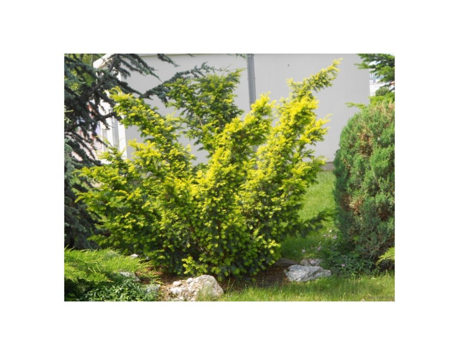 Тис ягодный (Taxus baccata elegantissima)