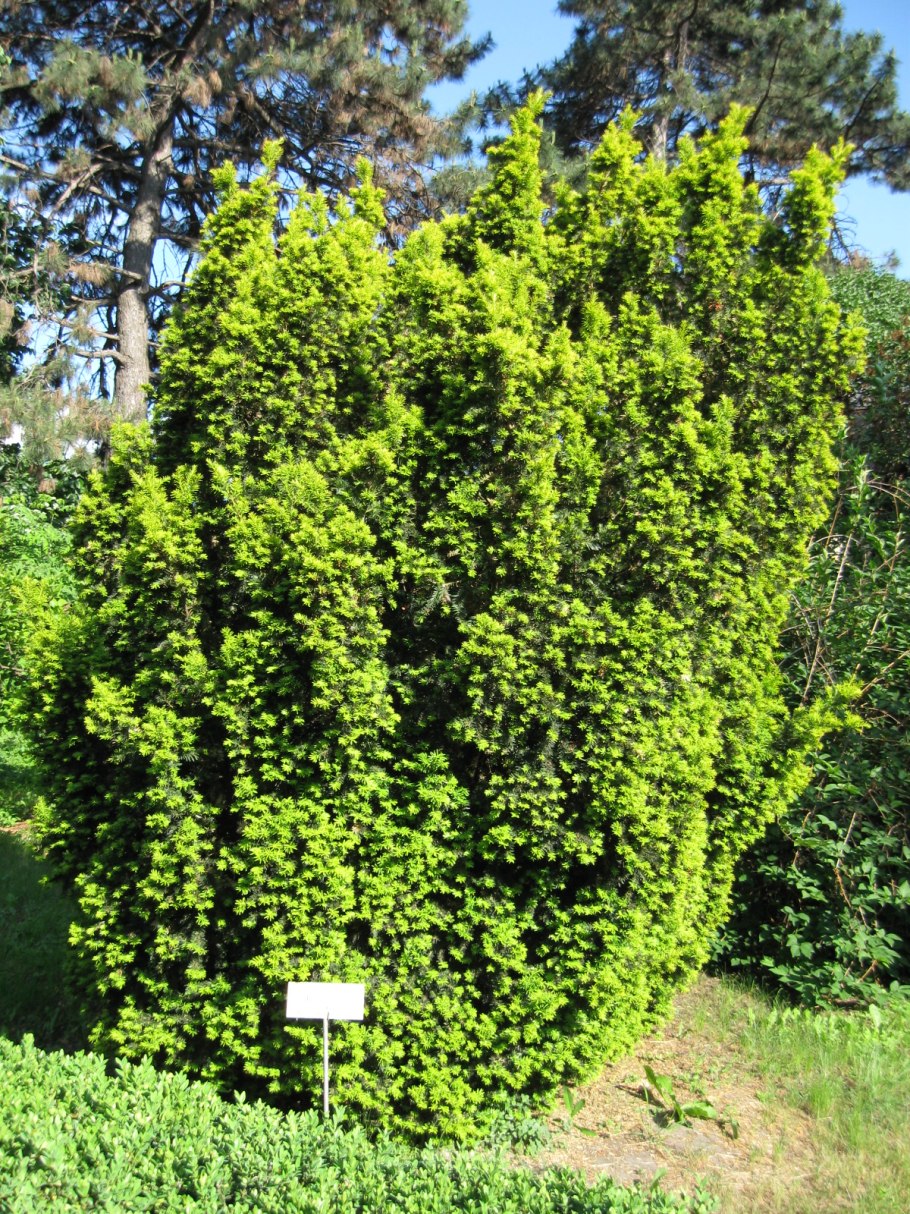 Тис канадский ягодный