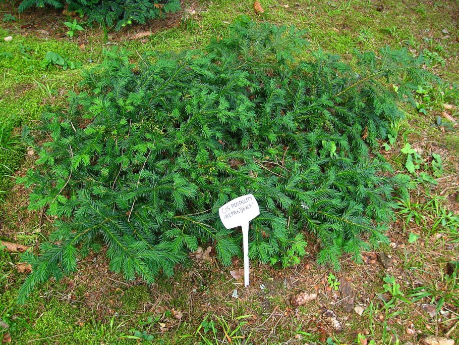 Taxus baccata 'repandens'