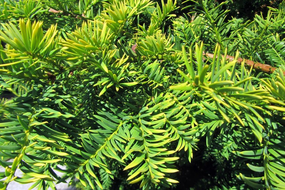 Тисс ягодный Элегантиссима