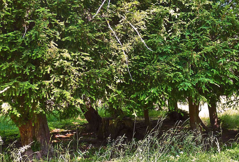 Тис Элегантиссима