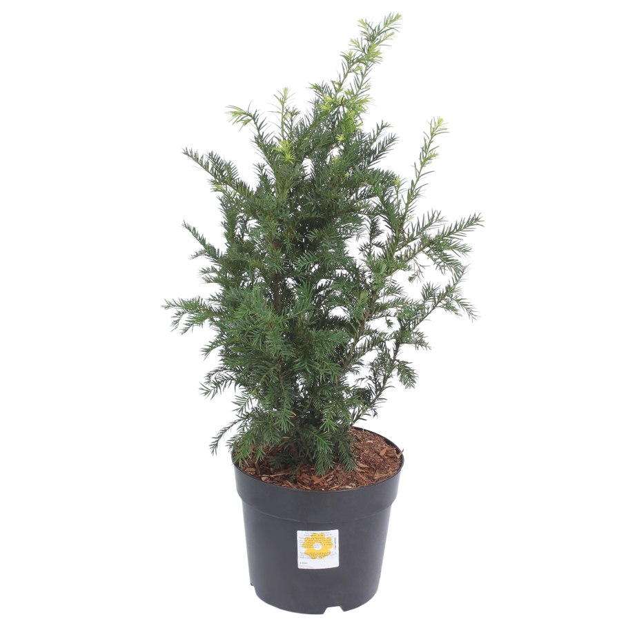 Тисс ягодный Грин рокет