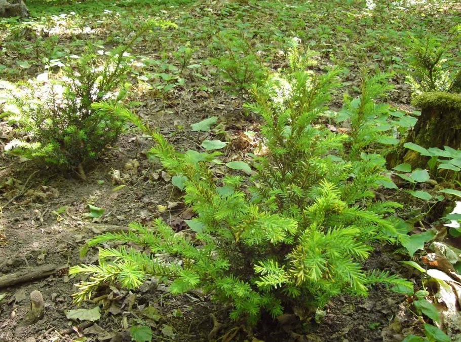 Тсуга канадская Jeddeloh