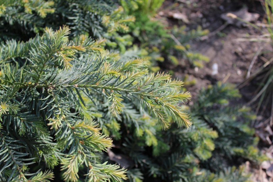 Тис ягодный (Taxus baccata David p9)