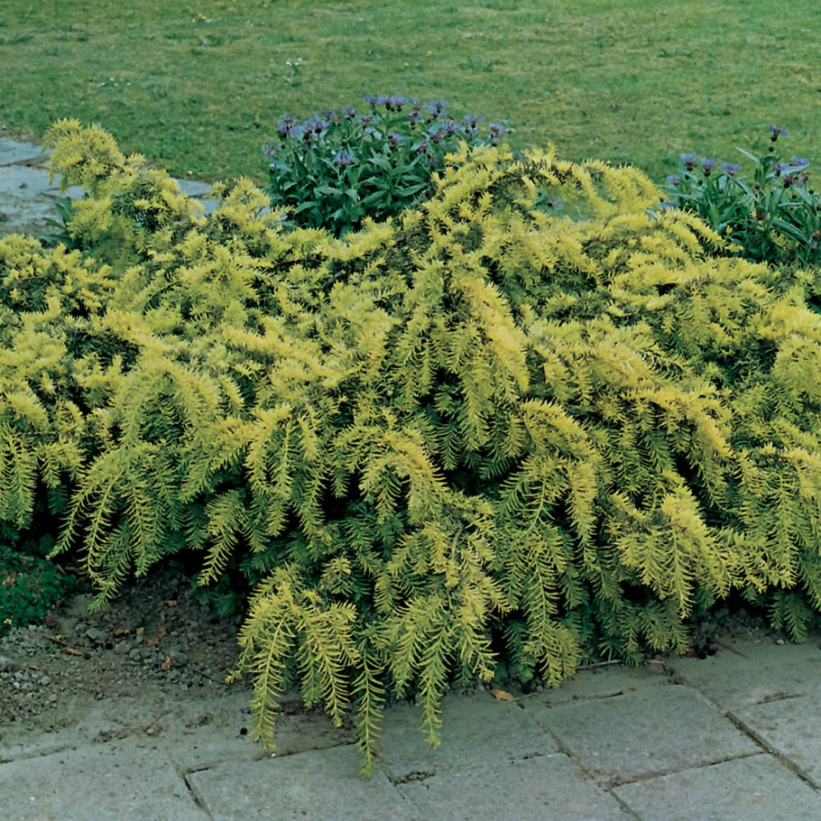 Тис ягодный Репанденс Ауреа