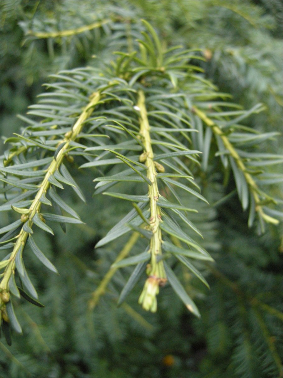 Тисс ягодный Шварцгрун