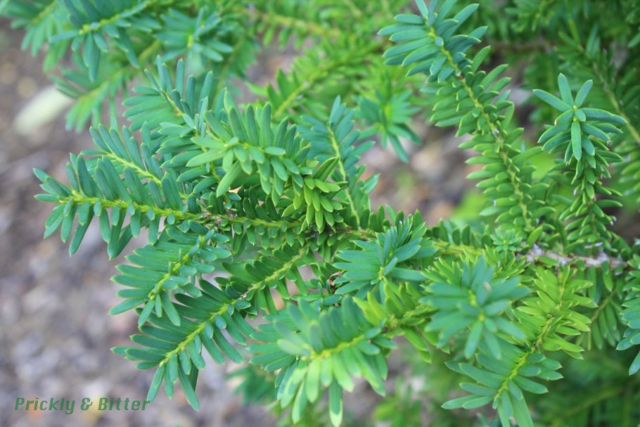 Тис ягодный (сорт 'Dovastonii Aurea')