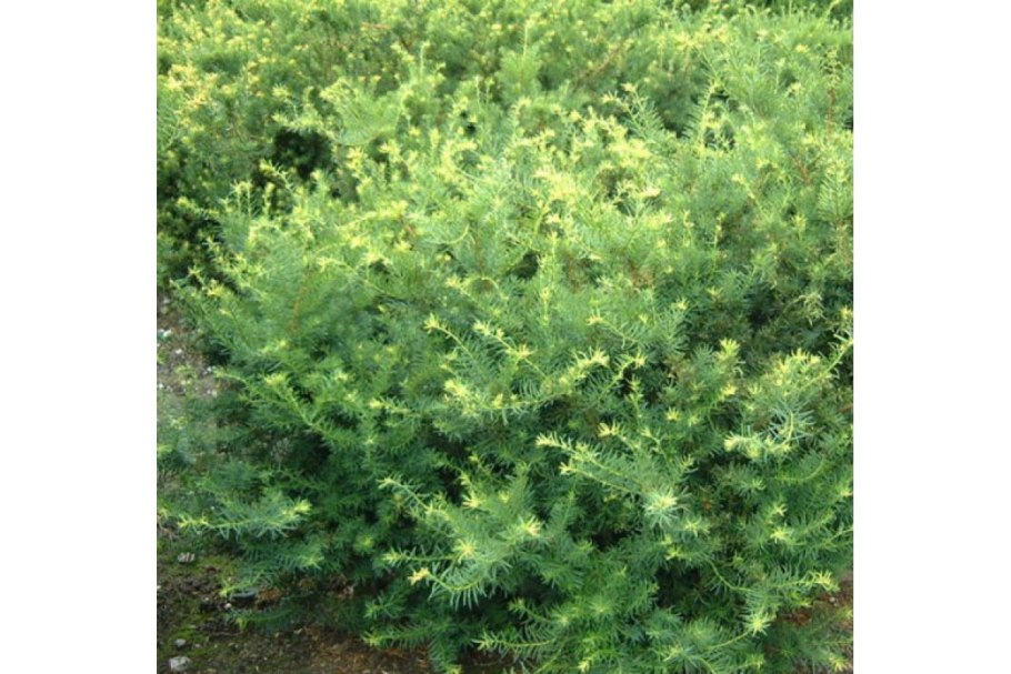 Тис хвоинки