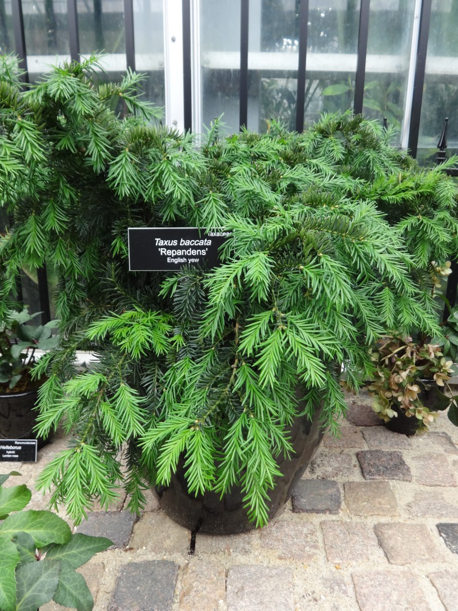 Тисс ягодный (Taxus baccata