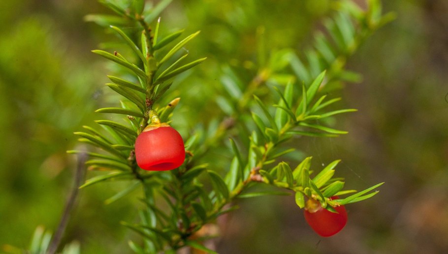 Тис ягодный (Taxus baccata elegantissima) c3 30-40