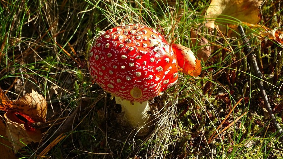 Мухомор красный гриб в Забайкалье