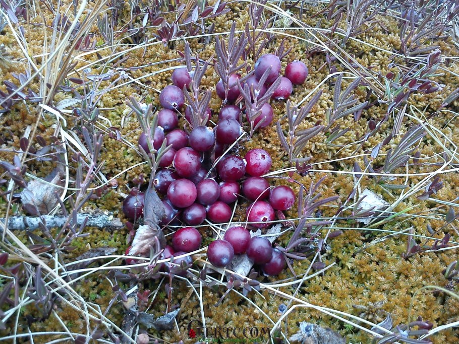 Клюква Болотная куст
