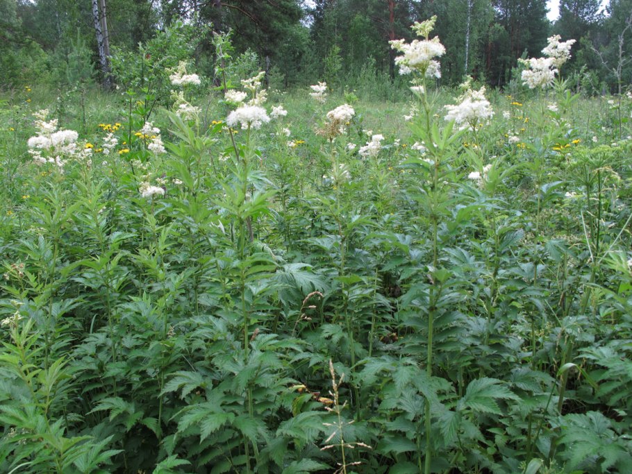Таволга Камчатская