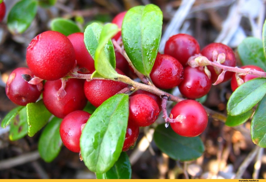 Голубика черника гонобобель