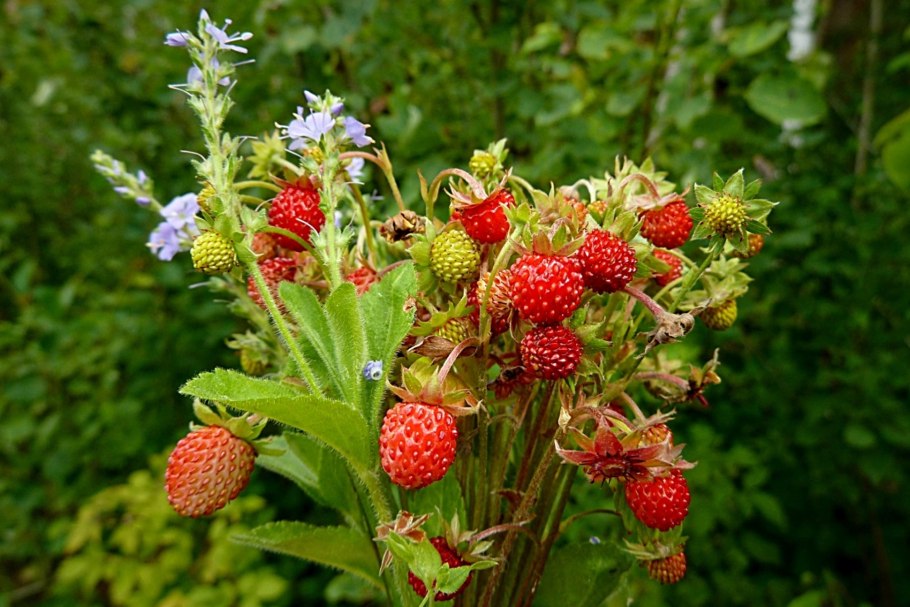 Земляника Лесная на Урале