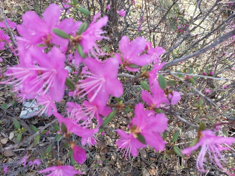 Рододендрон даурский багульник