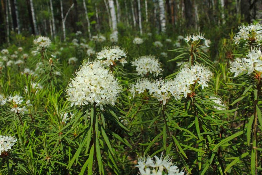Костяника ягода