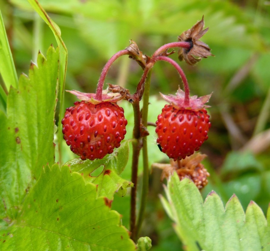 Полярная земляника