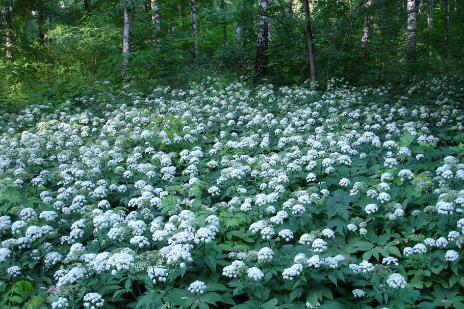 Сныть обыкновенная