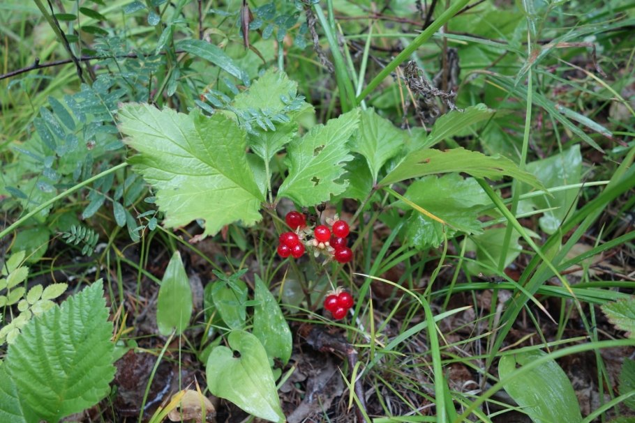 Дикорастущие ягоды Забайкалья