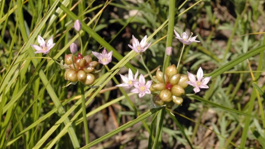 Дикие съедобные растения