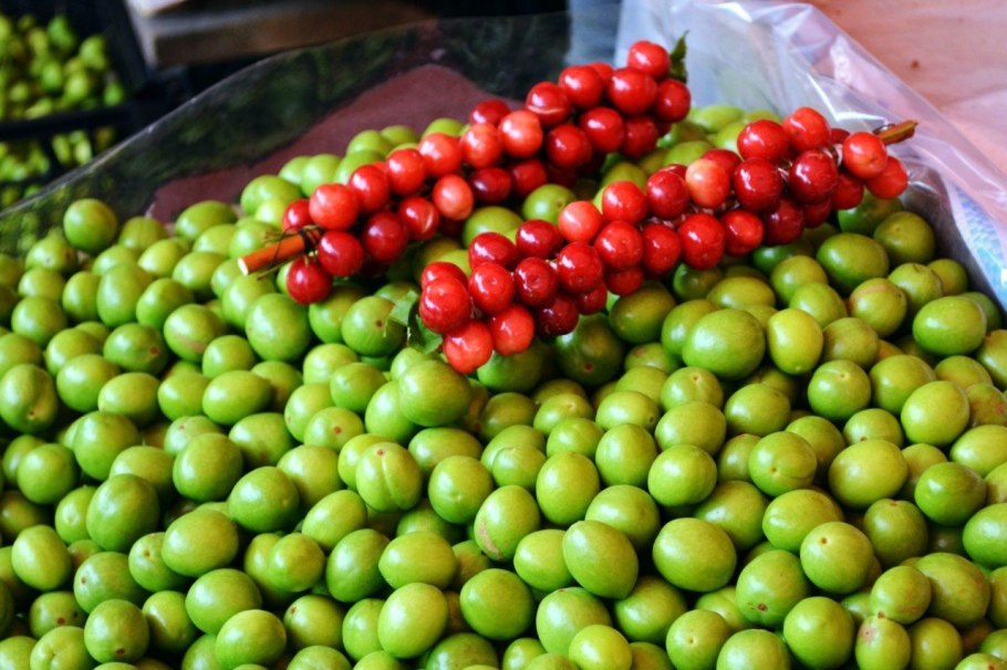 Сорт путешественница алыча