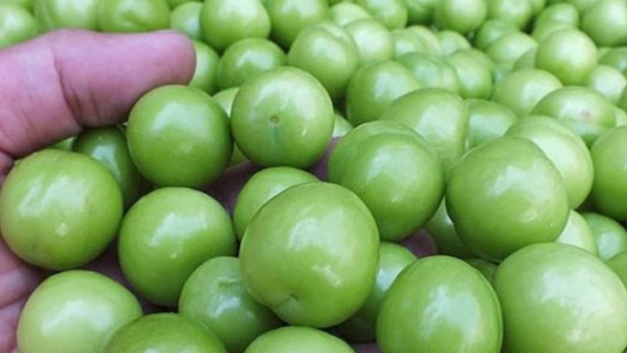 Алыча кустарниковая