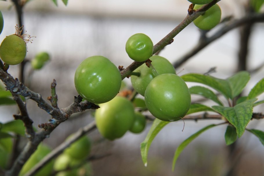 Куксултан меваси