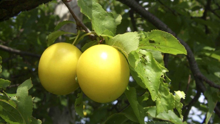 АЛЧУ зелёная кислая