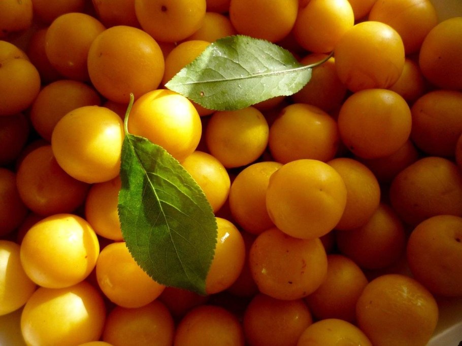 Алыча Грузинская зеленая