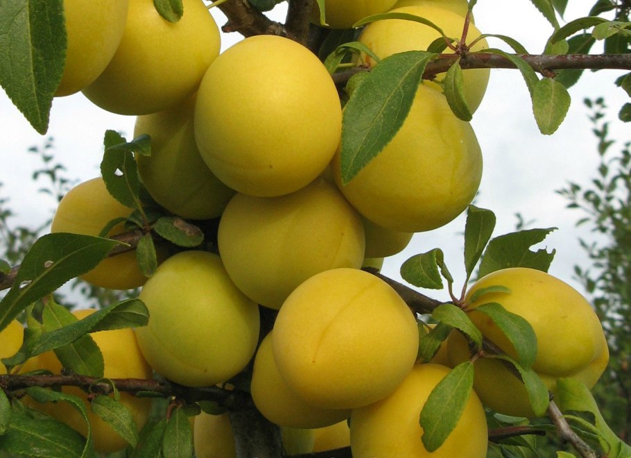 Слива Уссурийская (Prunus ussuriensis)