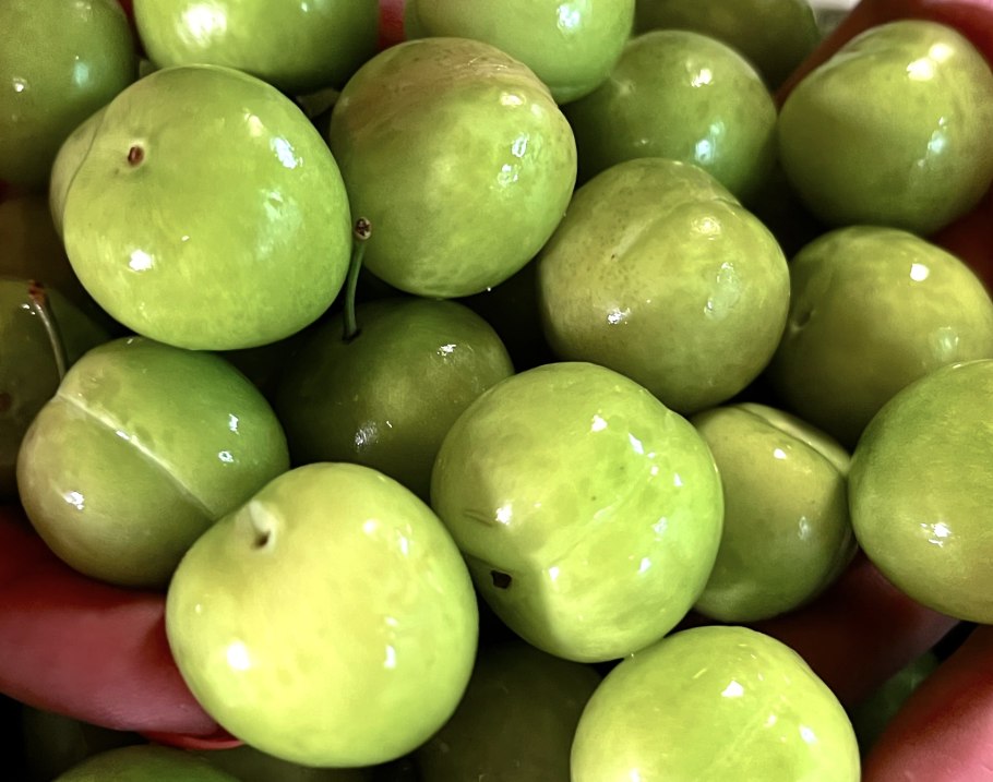 Слива китайская жёлтая Хопты