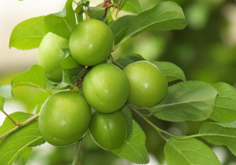 Алча зеленая