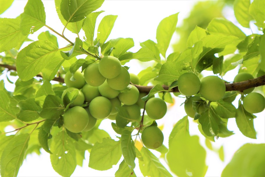 Алыча в Азербайджане